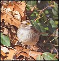 _4SB5693 white-throated sparrow (1st year)